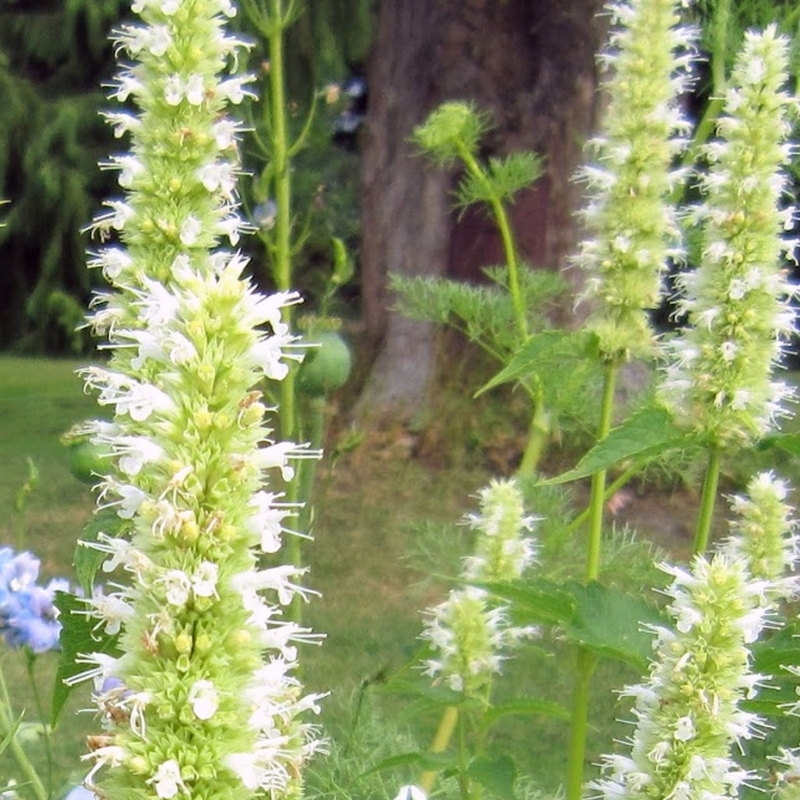 Agastache à odeur d'anis Blanche