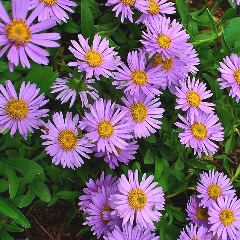 Aster des Alpes