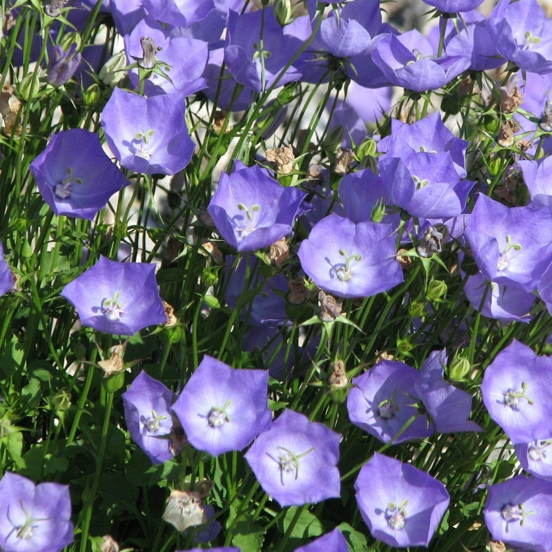 Campanule naine des Carpates