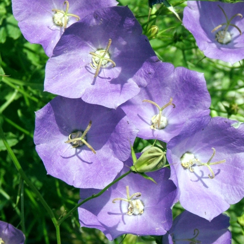 Campanule naine des Carpates