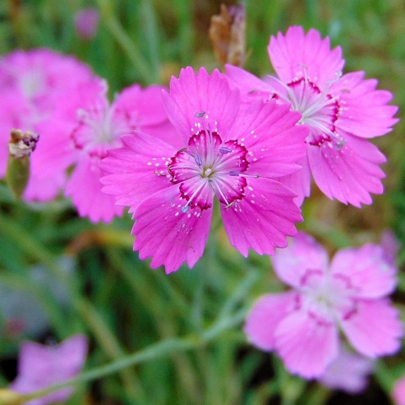 Œillet à Delta Rose