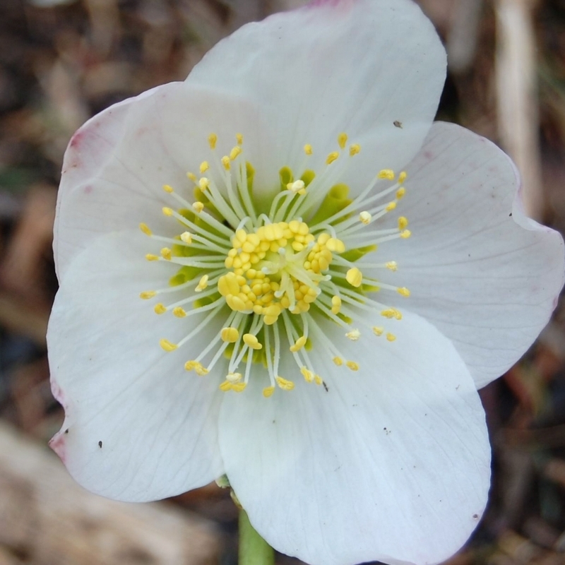 Rose de Noël niger, Hellebore niger