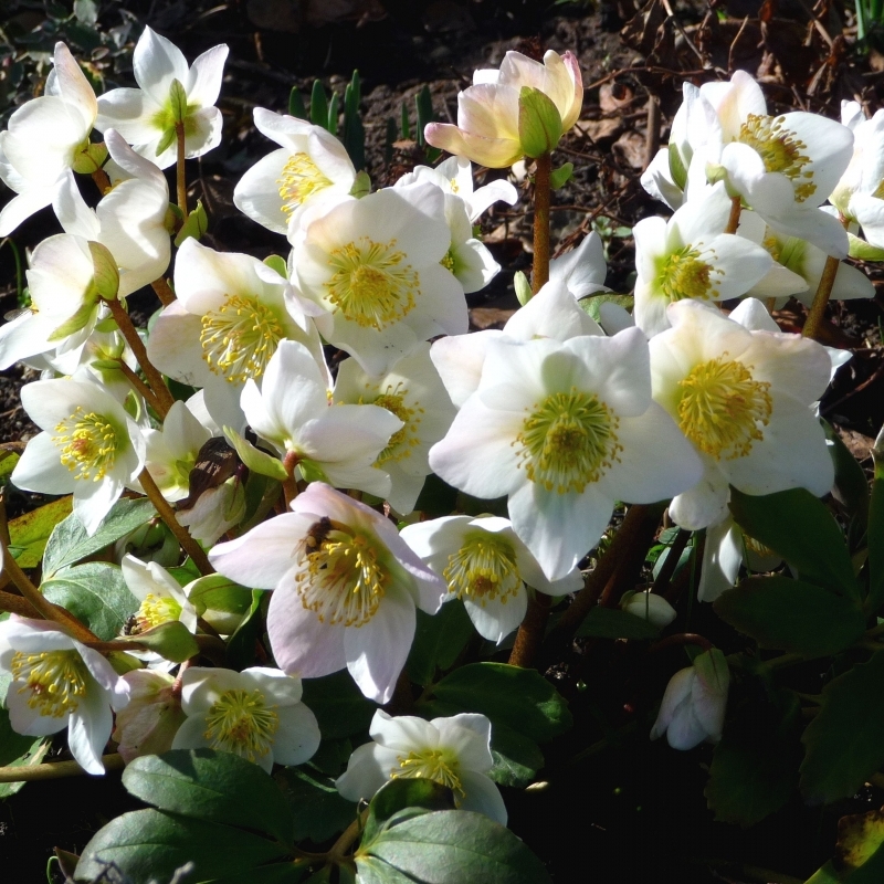 Rose de Noël niger, Hellebore niger