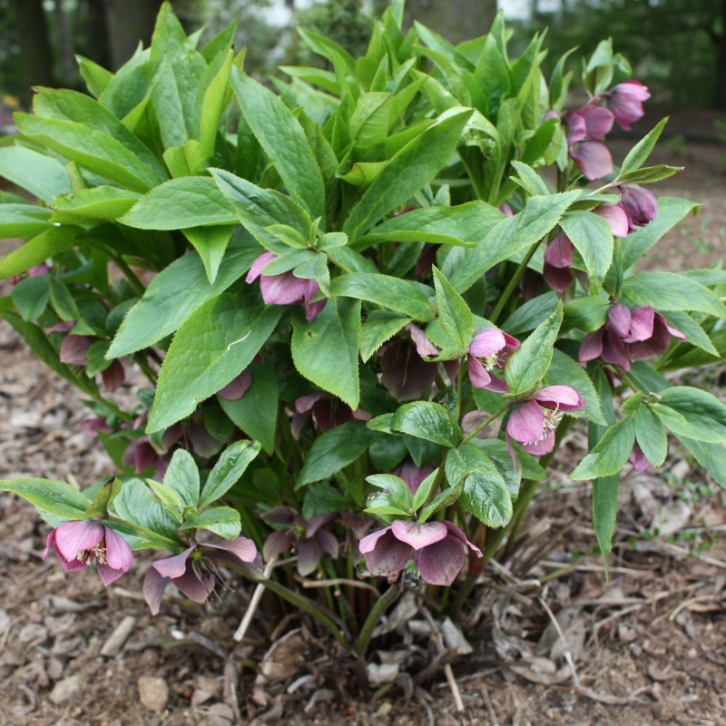 Rose de Noël orientale, Hellebore orientale