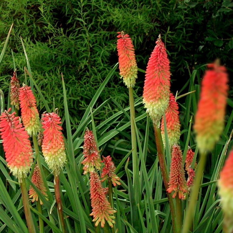 Tison de Satan grandiflora, Titoma grandiflora