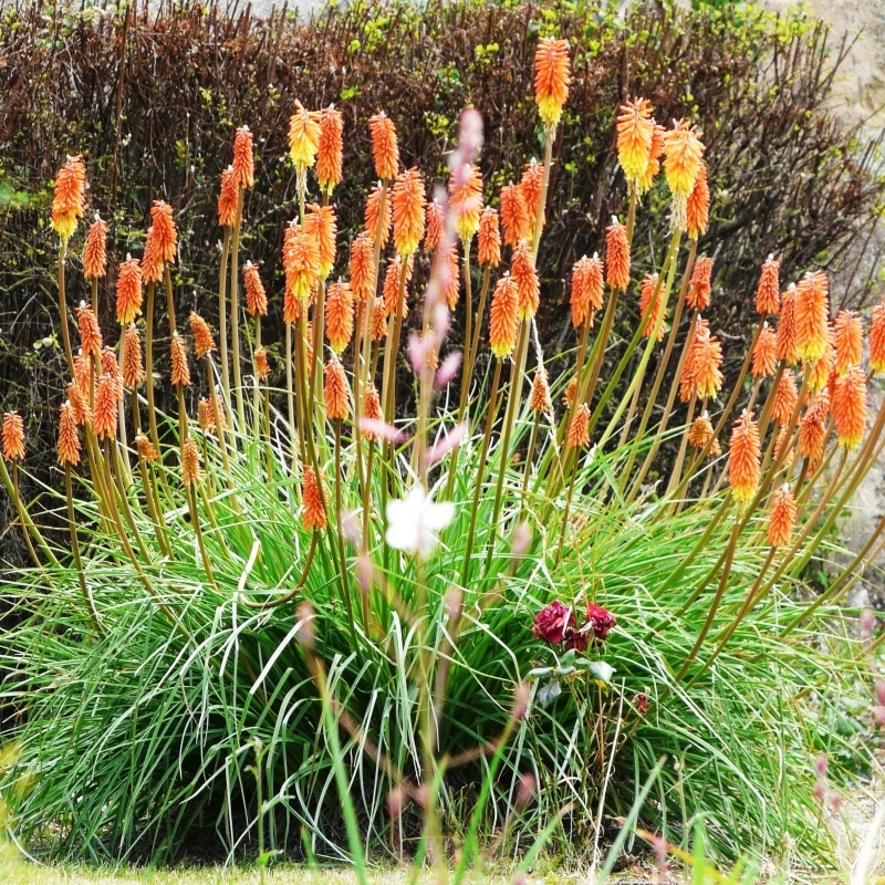 Tison de Satan grandiflora, Titoma grandiflora