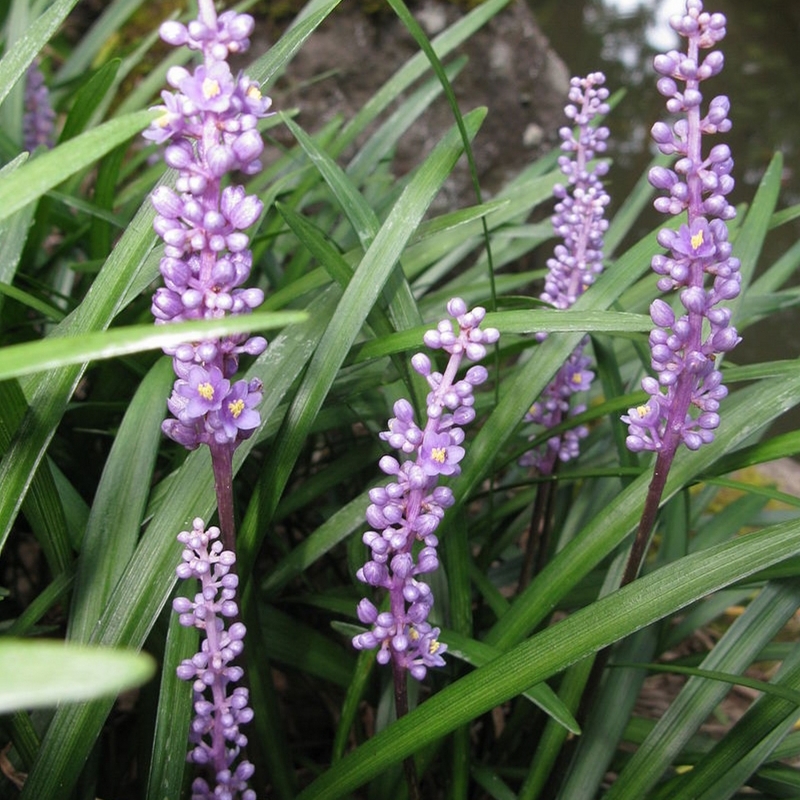 Liriope muscari