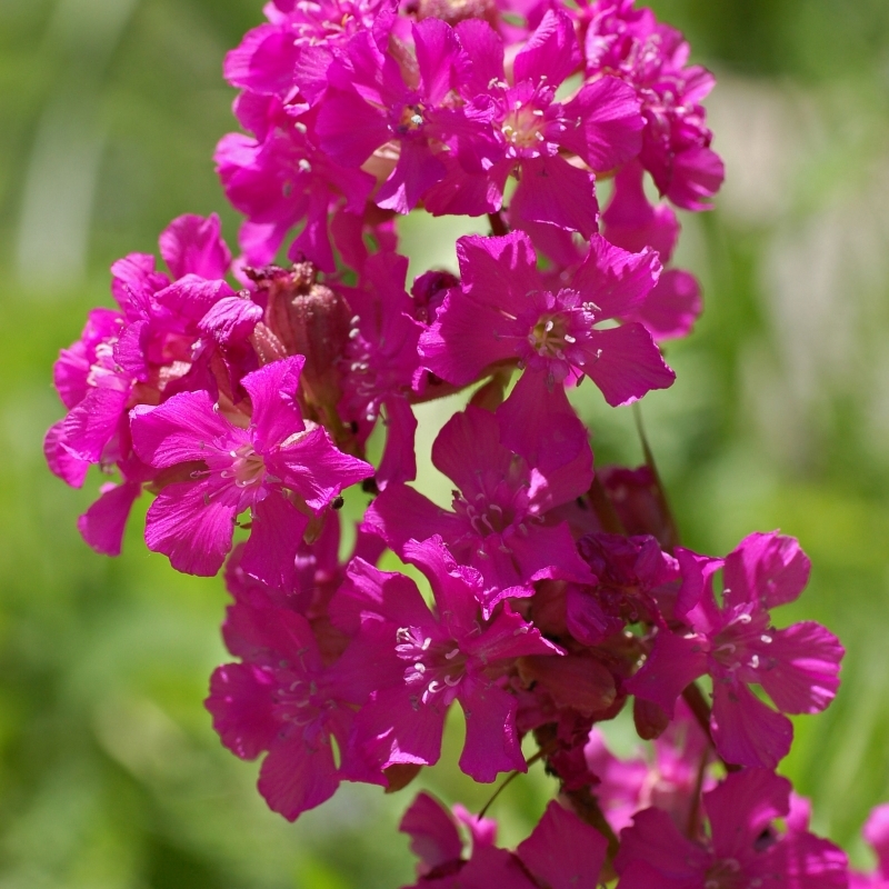 Lychnis viscaria Plena