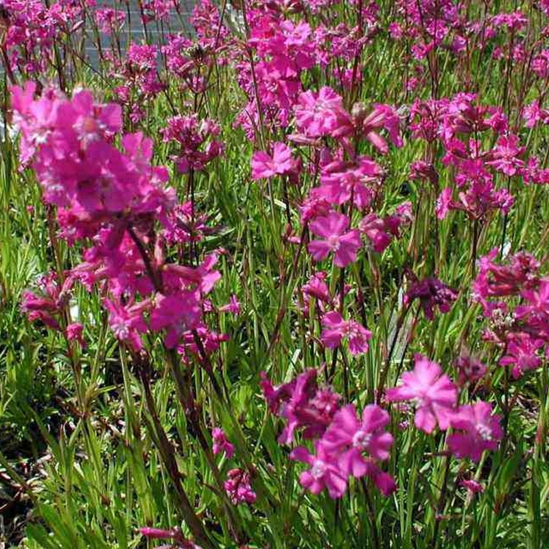 Lychnis viscaria Plena