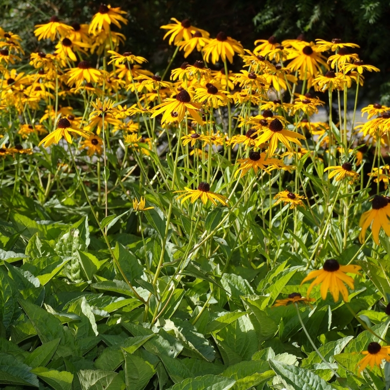 Rudbekia Goldstrum