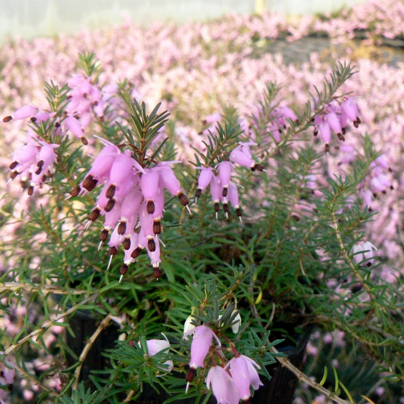 Bruyère alpine C. J. Backhouse