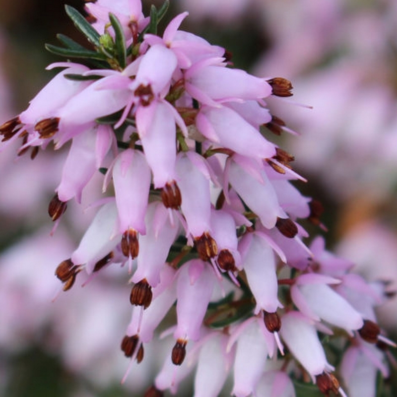 Bruyère alpine Foxhollow Pink