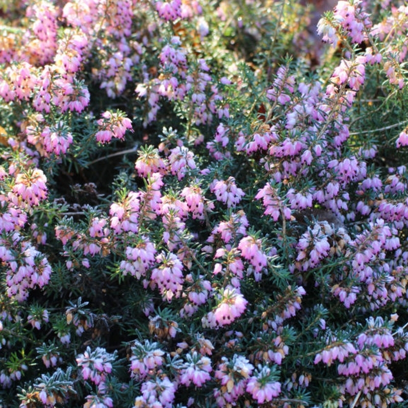 Bruyère alpine Gracilis