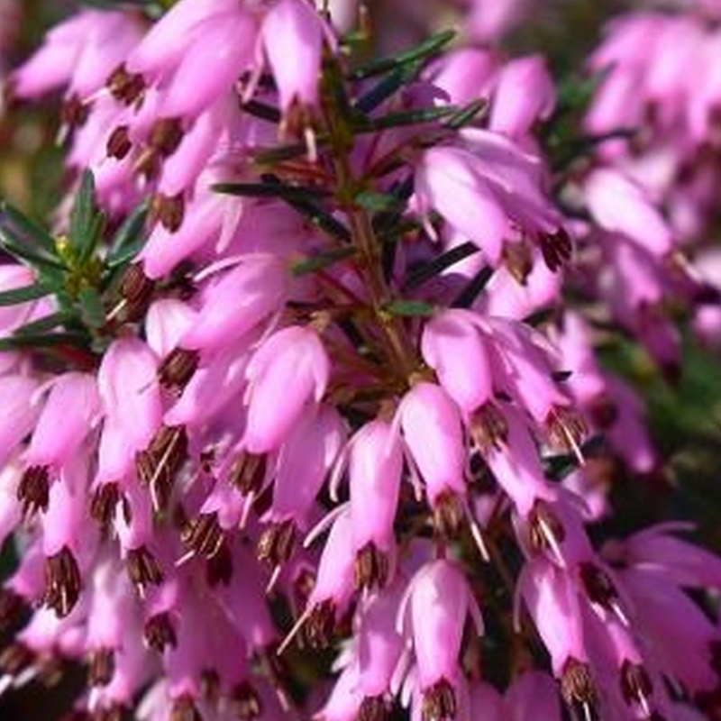 Bruyère alpine Lohse's Rubin