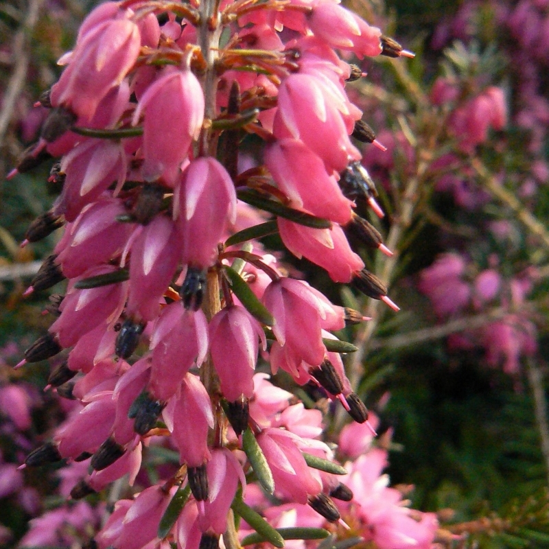 Bruyère alpine Myretoun Ruby