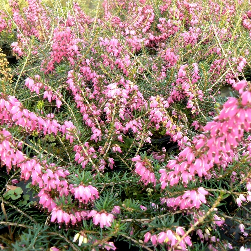 Bruyère alpine Myretoun Ruby