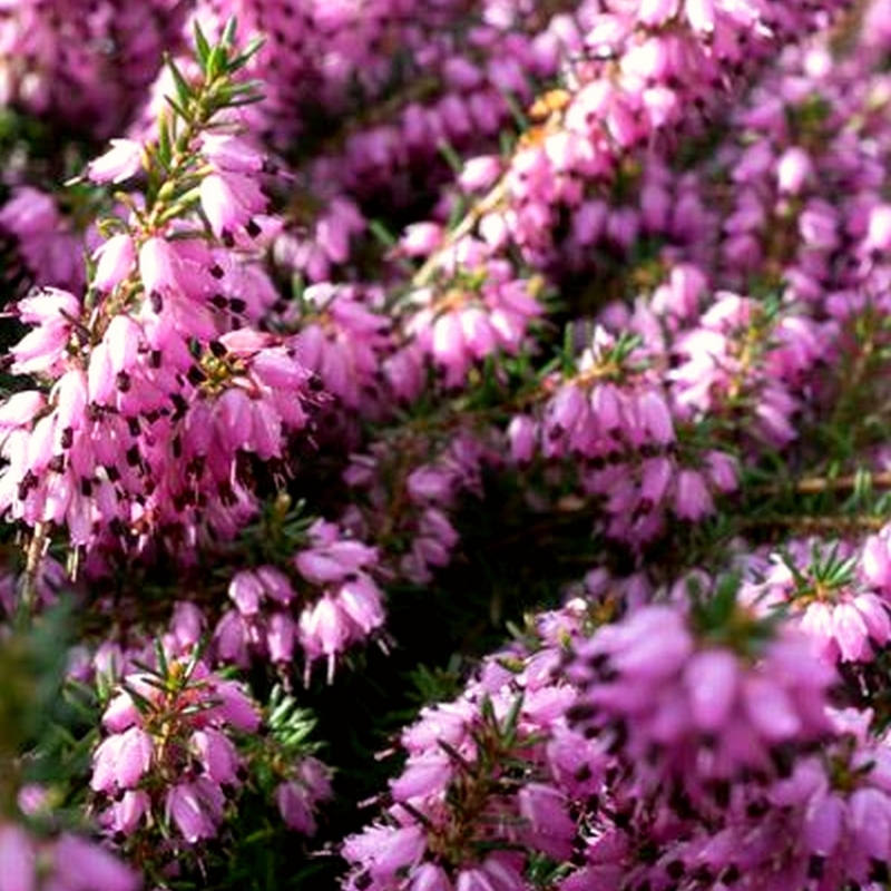 Bruyère alpine Orient