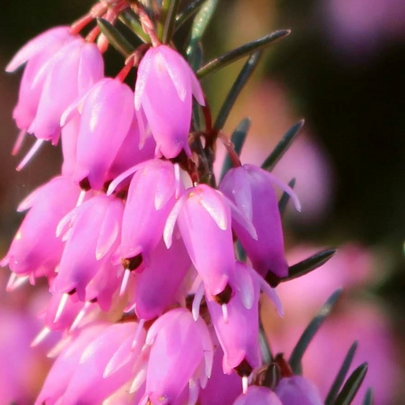 Bruyère alpine Pink Cloud