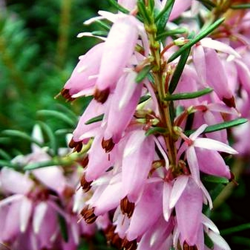 Bruyère alpine Pink Spangles