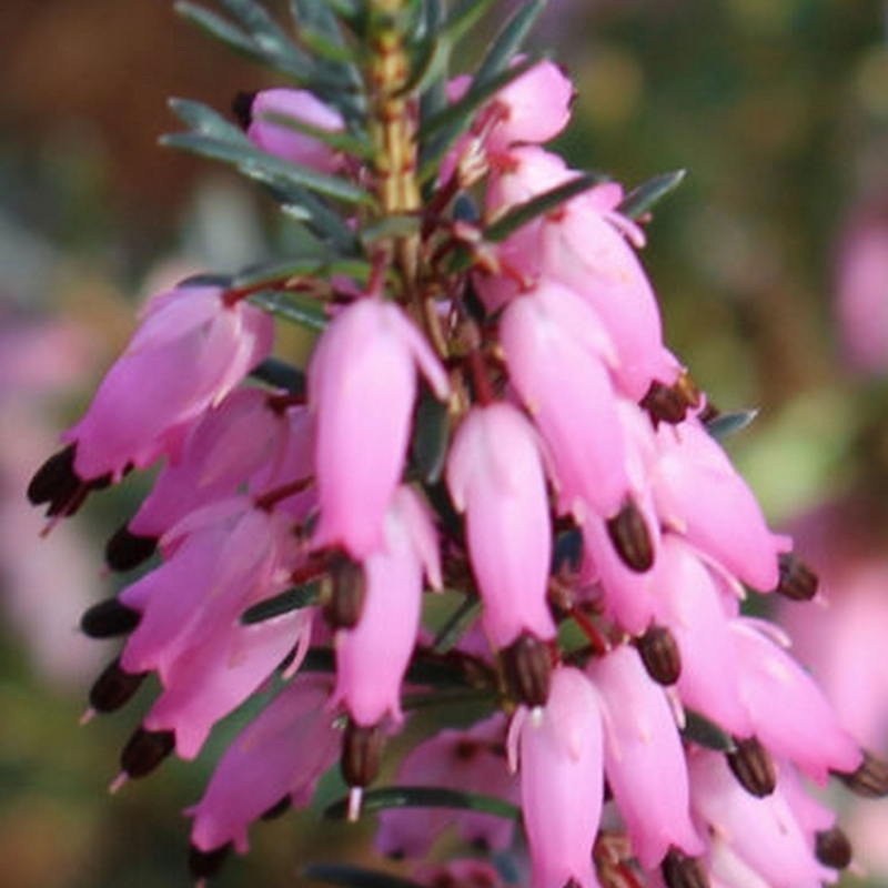 Bruyère alpine Pirbright Rose