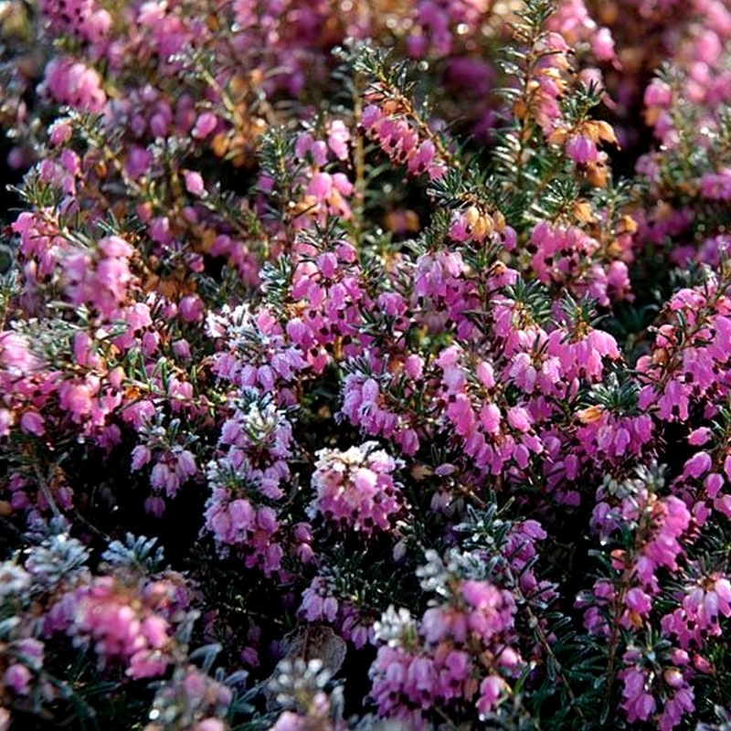 Bruyère alpine Praecox rubra