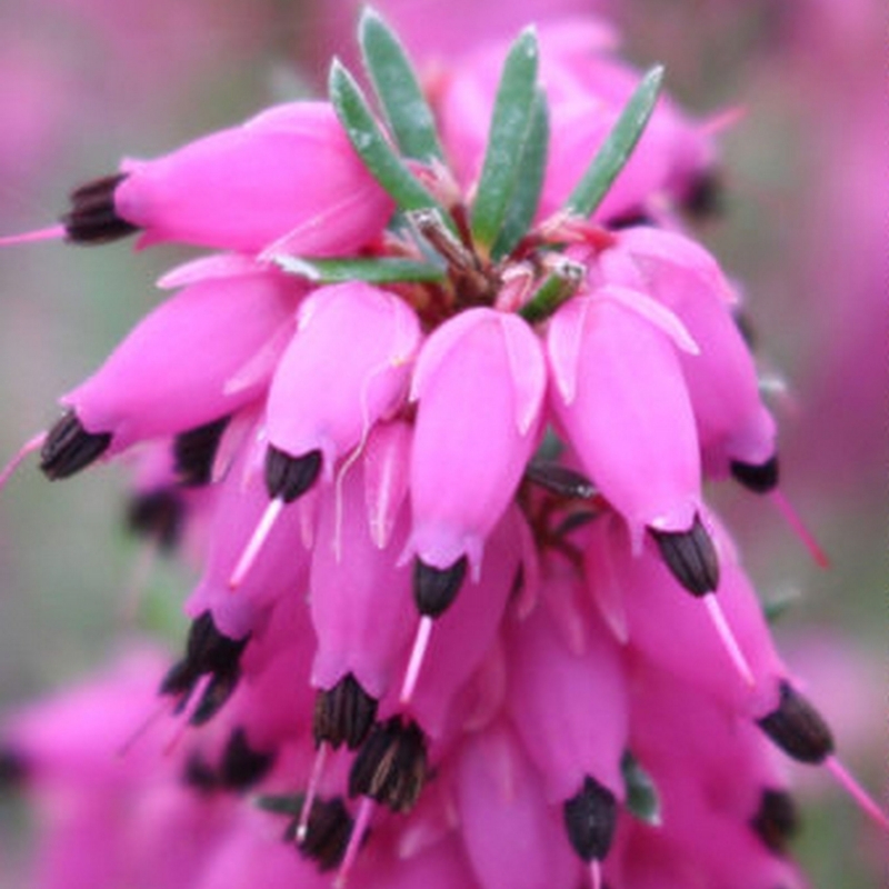 Bruyère alpine Rosantha