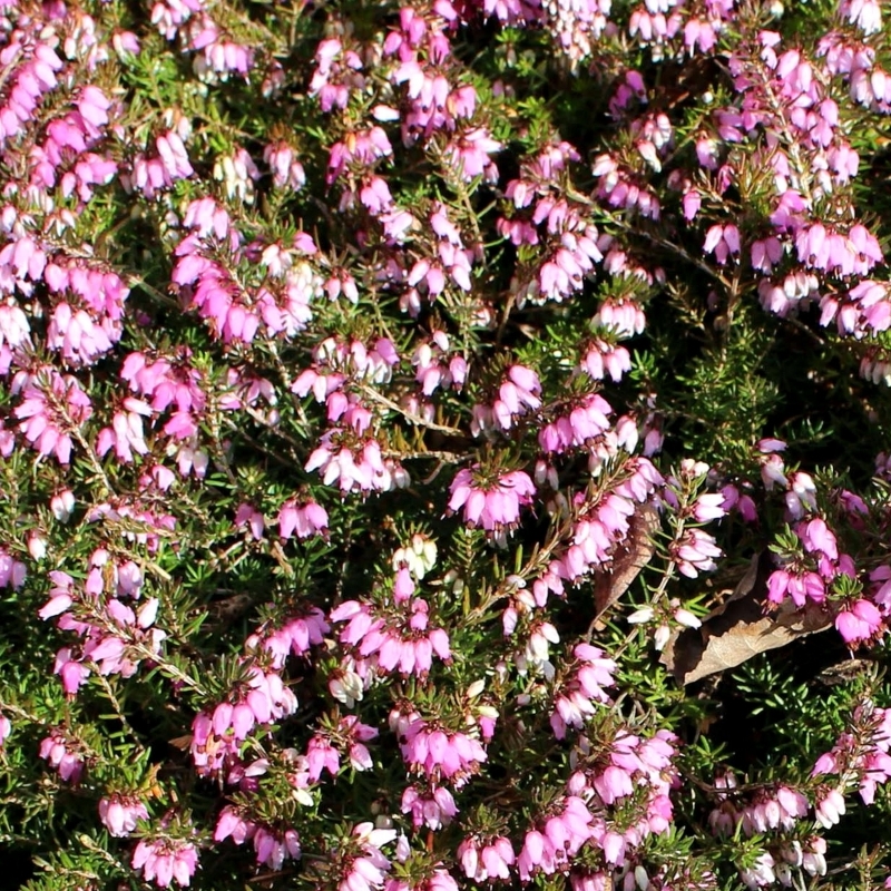 Bruyère alpine Rosy Gem
