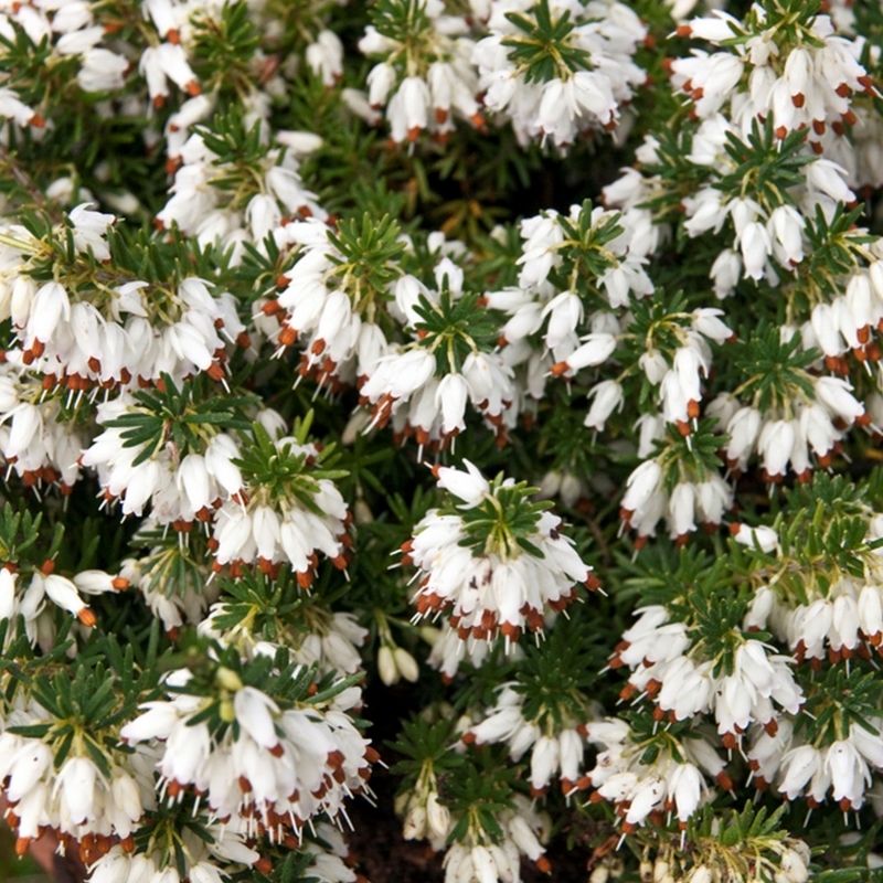 Bruyère alpine Schneekupe