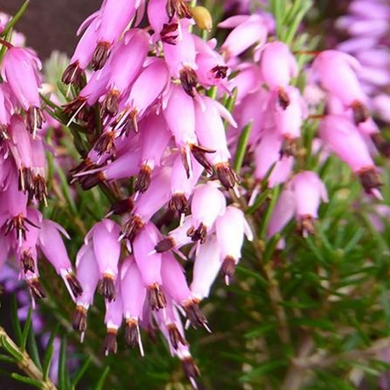 Bruyère alpine Springwood Pink