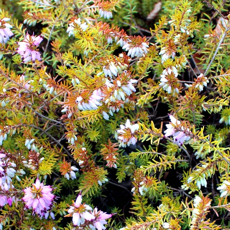 Bruyère alpine Tybesta Gold