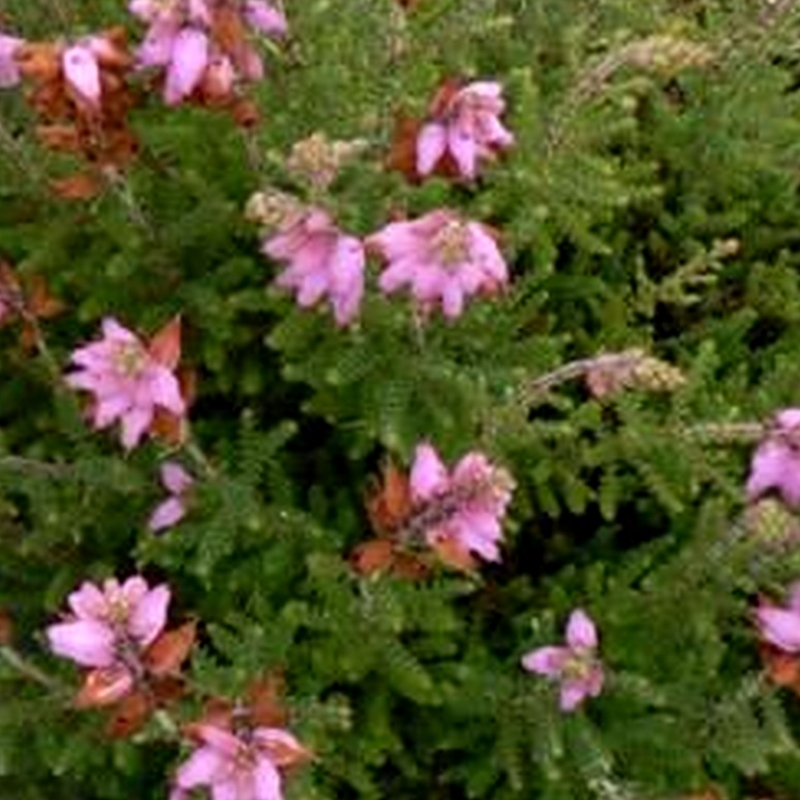 Bruyère ciliée Rotundifolia