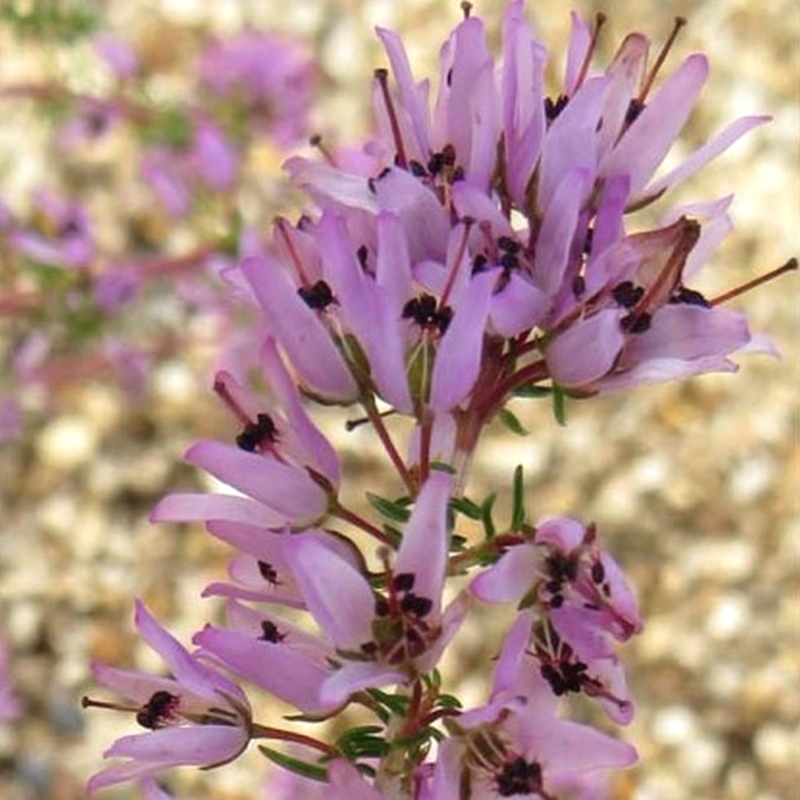 Bruyère cendrée Schizopetala