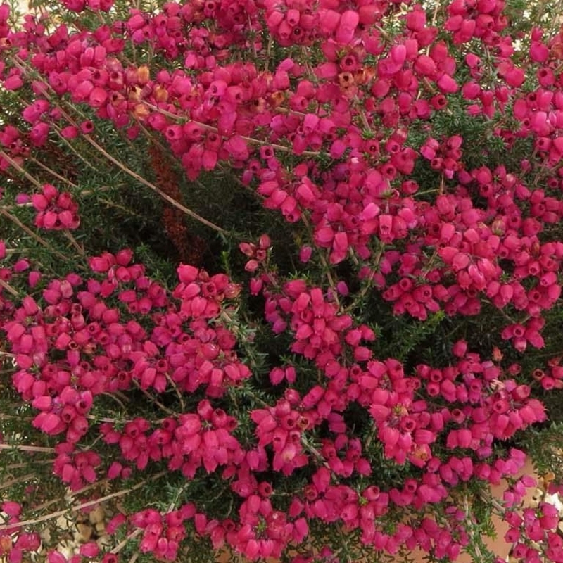 Bruyère cendrée Bucklebury Red