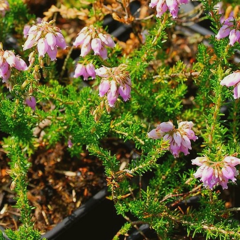 Bruyère cendrée Liliacina