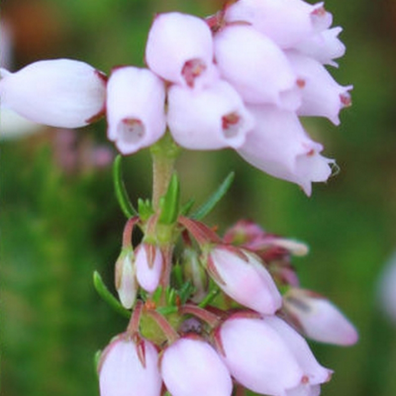 Bruyère cendrée Pallida