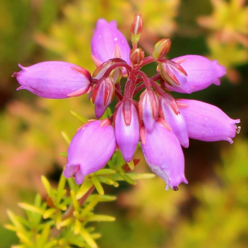 Bruyère cendrée Windlebrooke