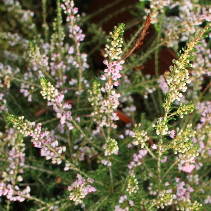 Erica manipuliflora Korcula