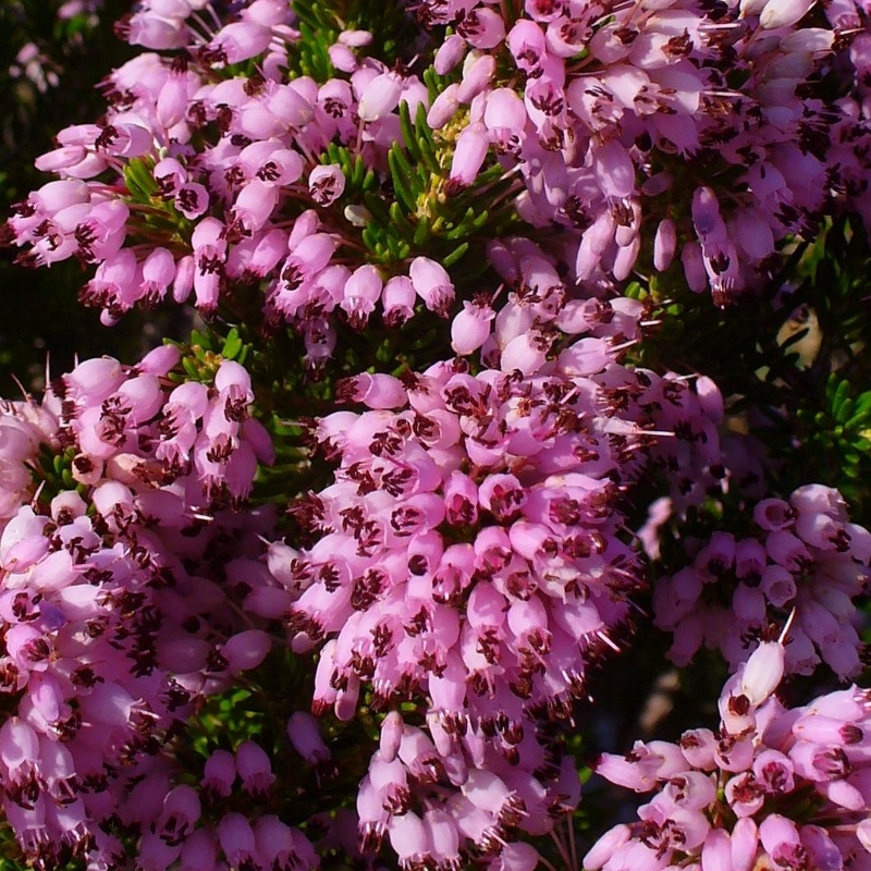 Bruyère à nombreuses fleurs