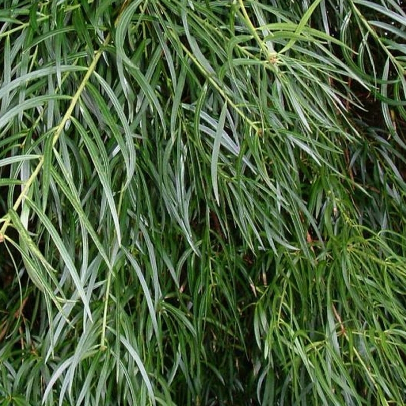 Podocarpus salignus