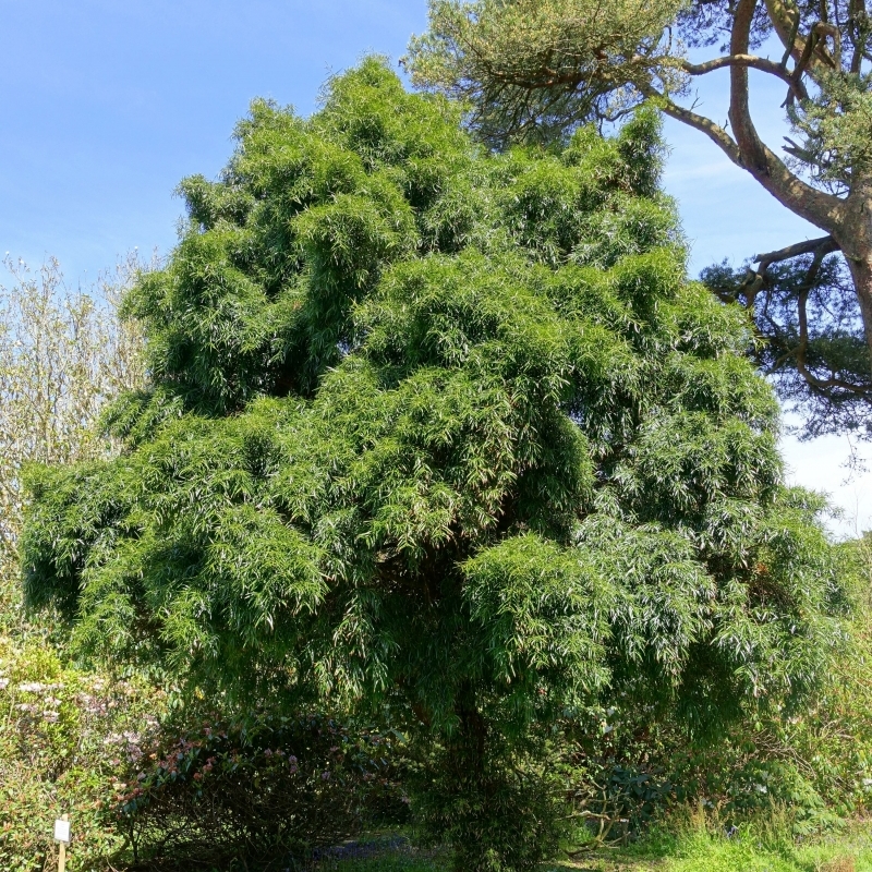 Podocarpus salignus