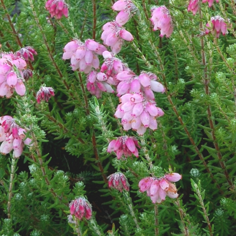 Bruyère des marais Hookstone Pink