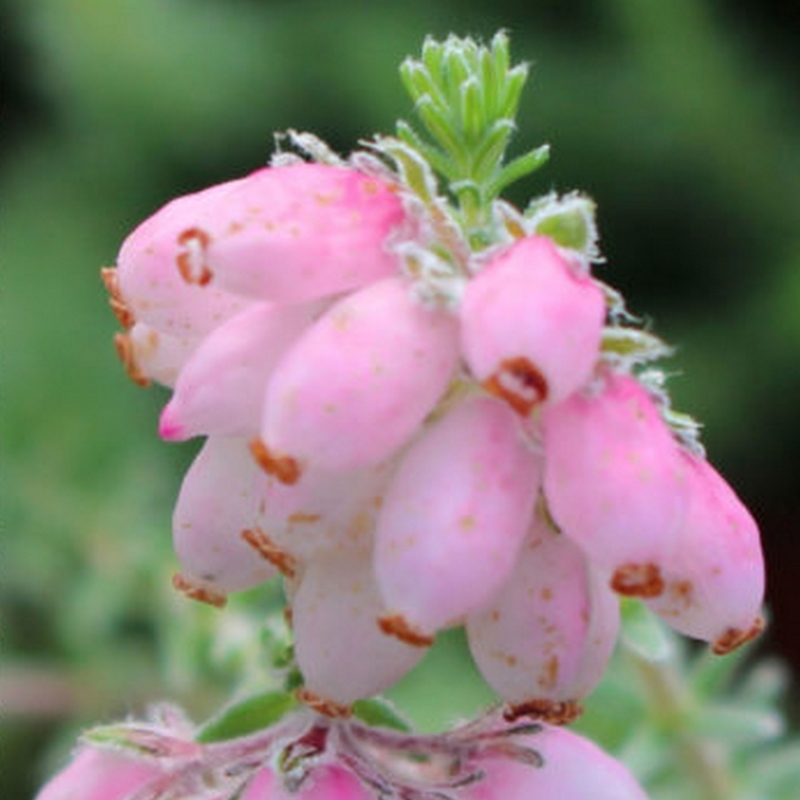 Bruyère des marais Hookstone Pink