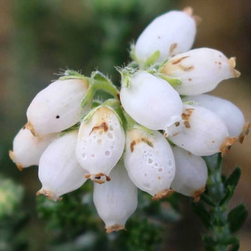 Bruyère des marais Melbury White