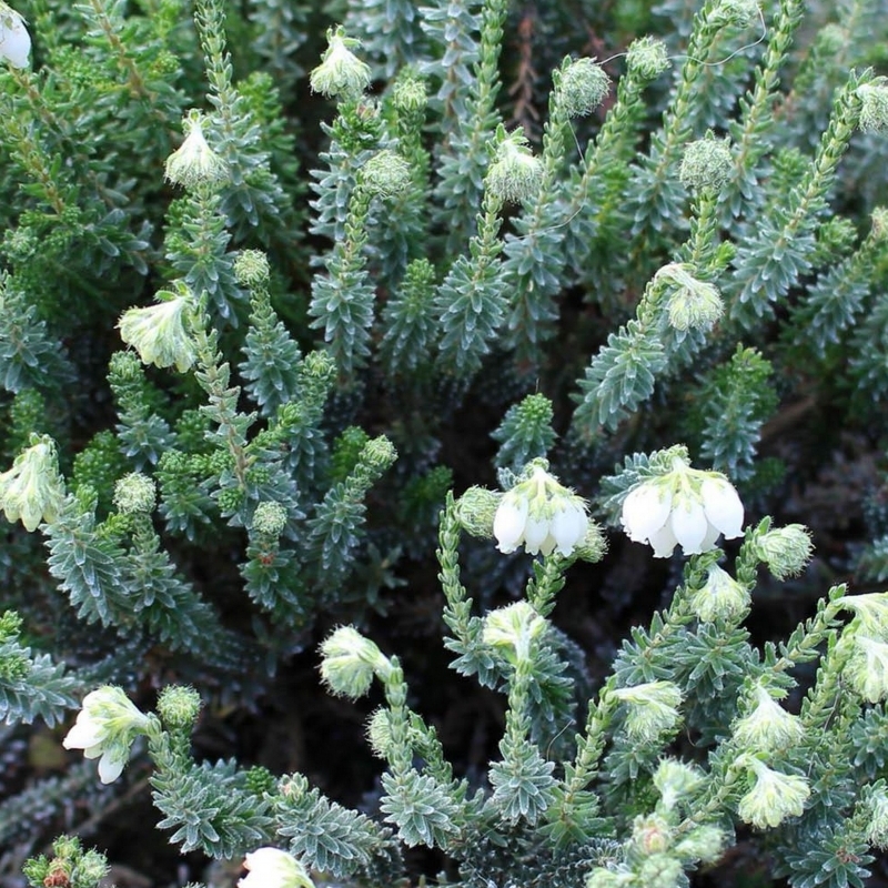 Bruyère des marais Melbury White