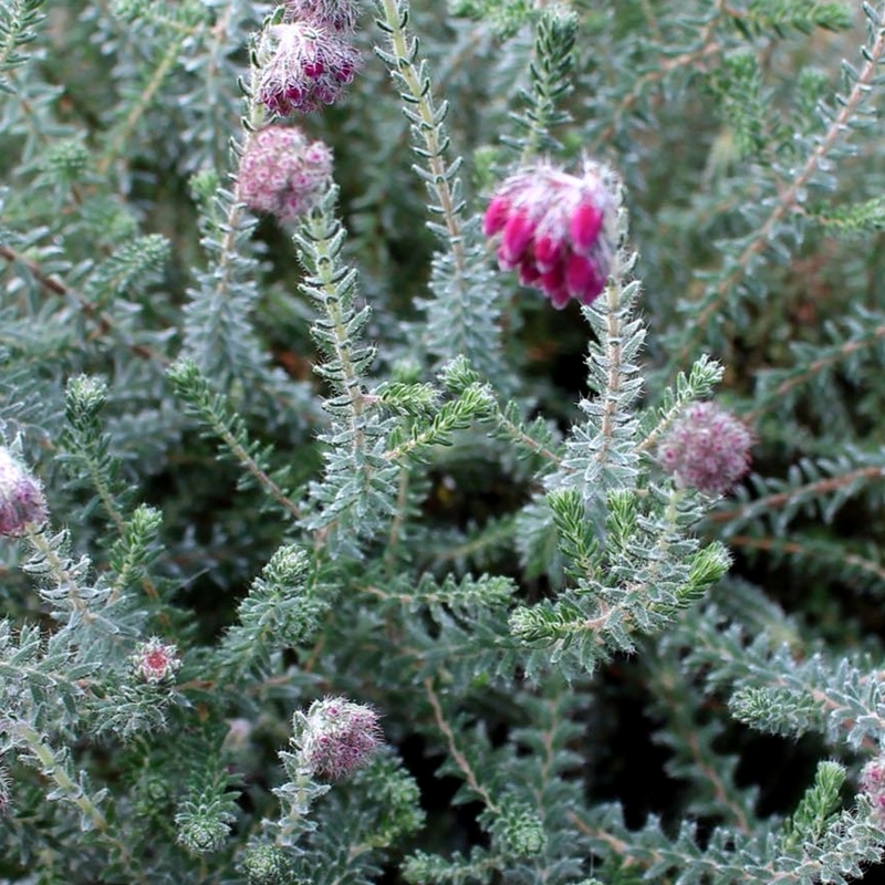 Bruyère des marais Con Underwood