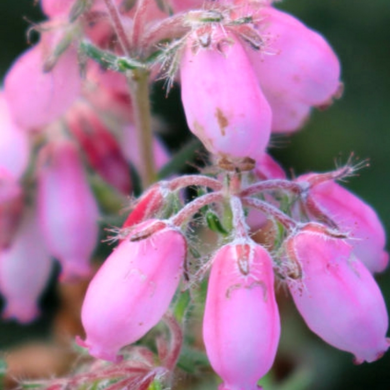 Bruyère des marais Pink Glow