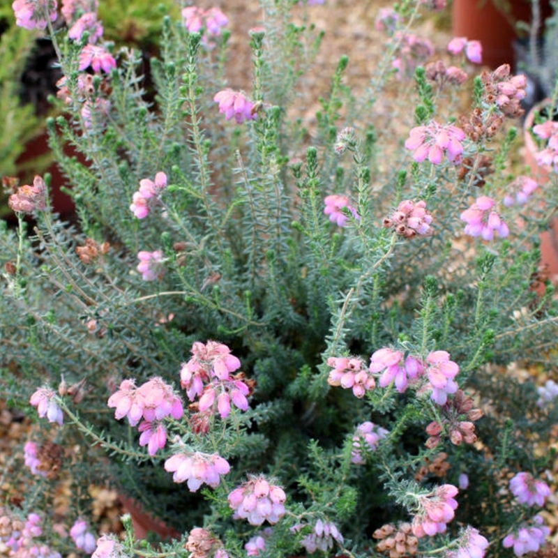 Bruyère des marais Pink Glow