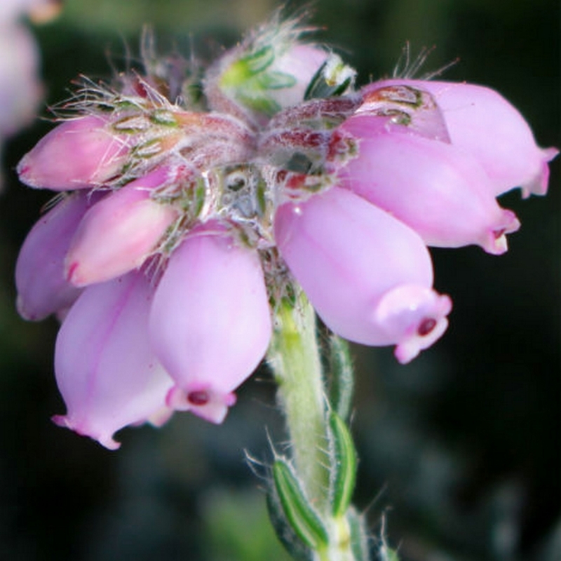 Bruyère des marais Rosea