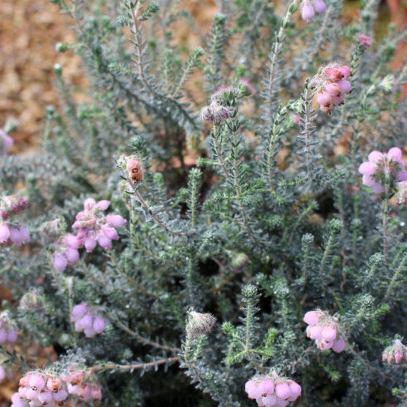 Bruyère des marais Rosea