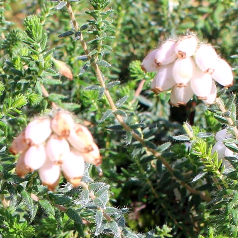 Bruyère des marais Silver Bells